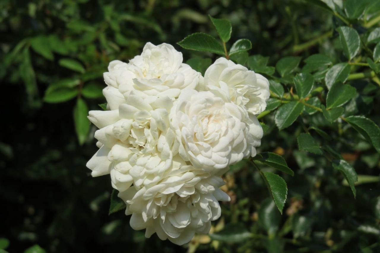 Willa Fattoria Delle Rose Salussola Zewnętrze zdjęcie